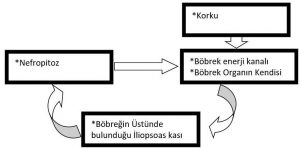 Halkanın Kapanması Kas Yasaları