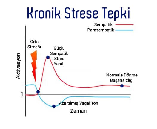 Beynin, travma ve stres sonrası tepkisi.