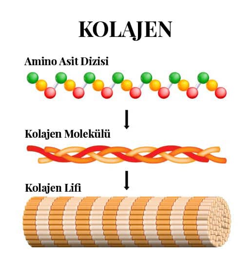 Kolajen Yapısı