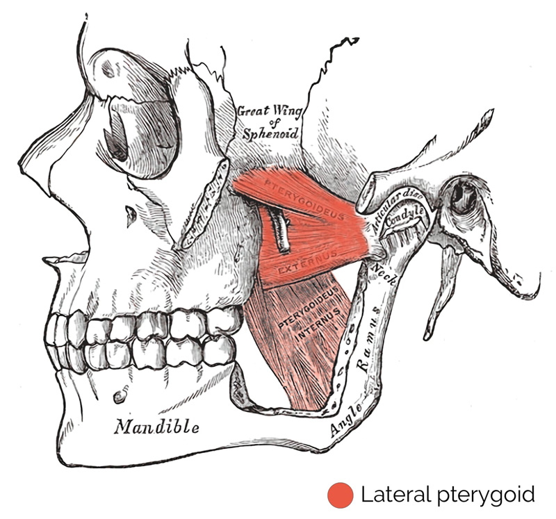 Pterigoid Kası