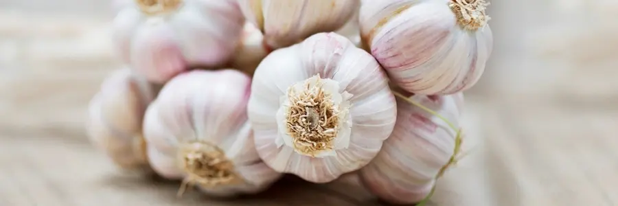 sarımsak ve tasiyon arasındaki bağlantı sarımsak